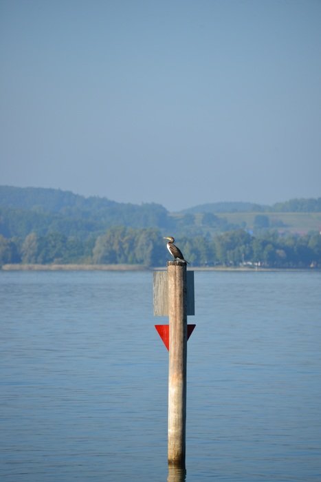 landscape view of heron bird on wooden post and lake