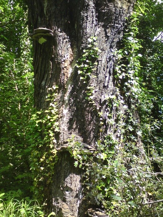 Picture of ivy tree