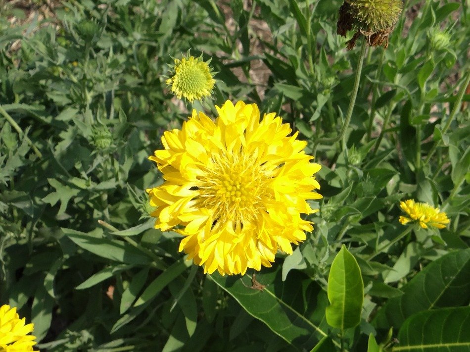 Picture of the yellow chrysanthemum flower