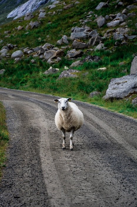 White sheep on country road