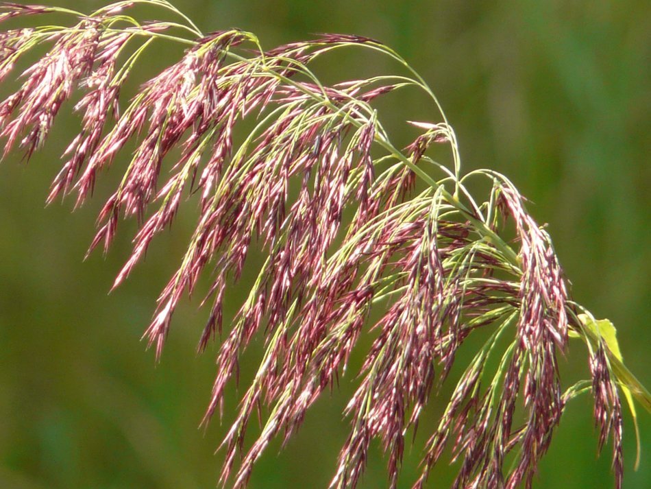 Colorful cane stalk at blurred background