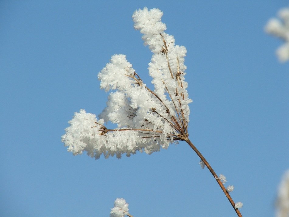 photo of icing plants in winter