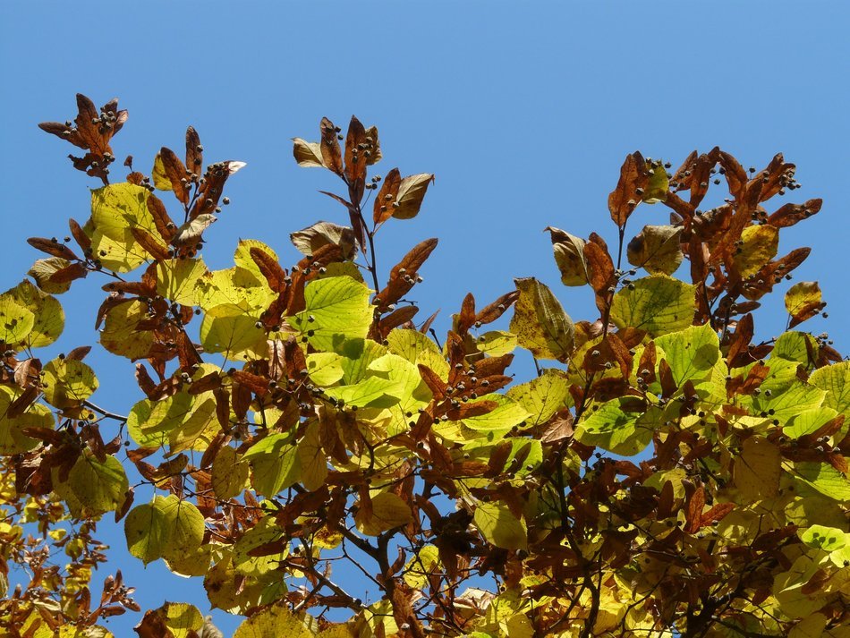 view of the blue sky through the autumn leaves of linden