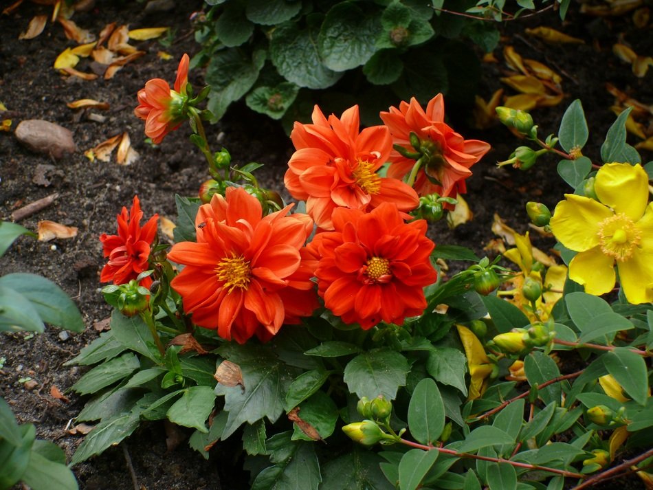 flowers as lien