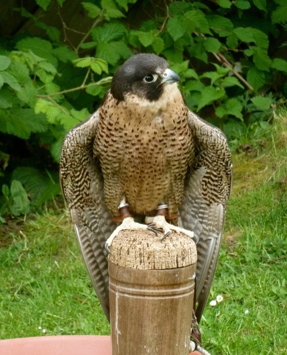 peregrine in nature