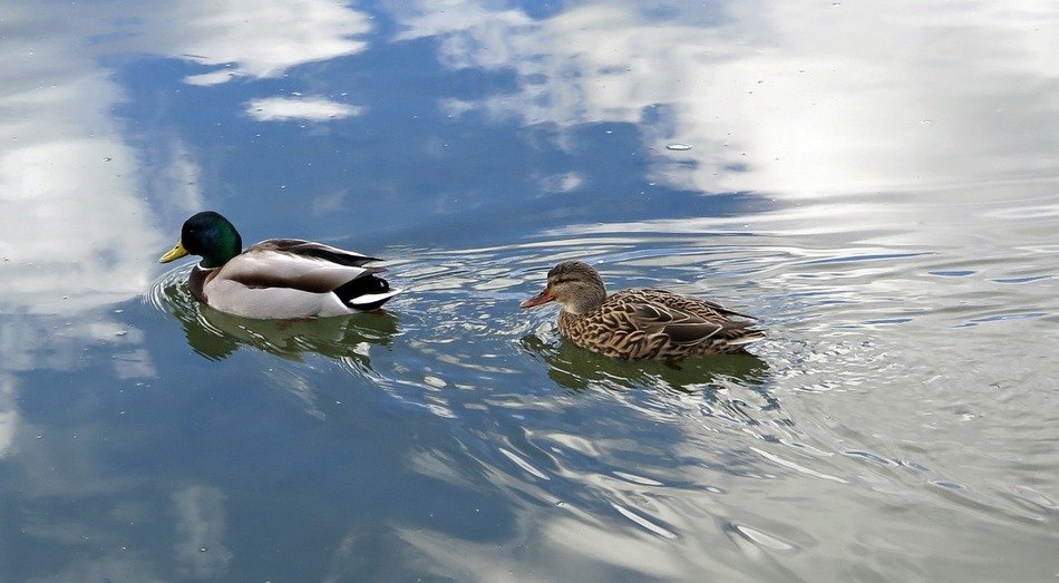 duck and drake swim after each other