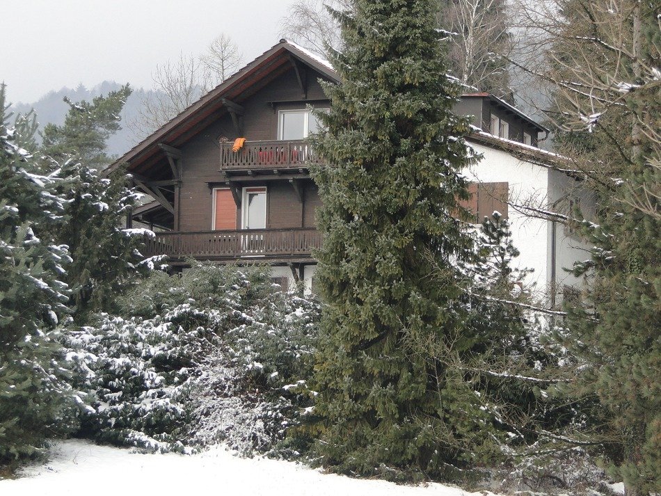 green spruce near the holiday home in Switzerland