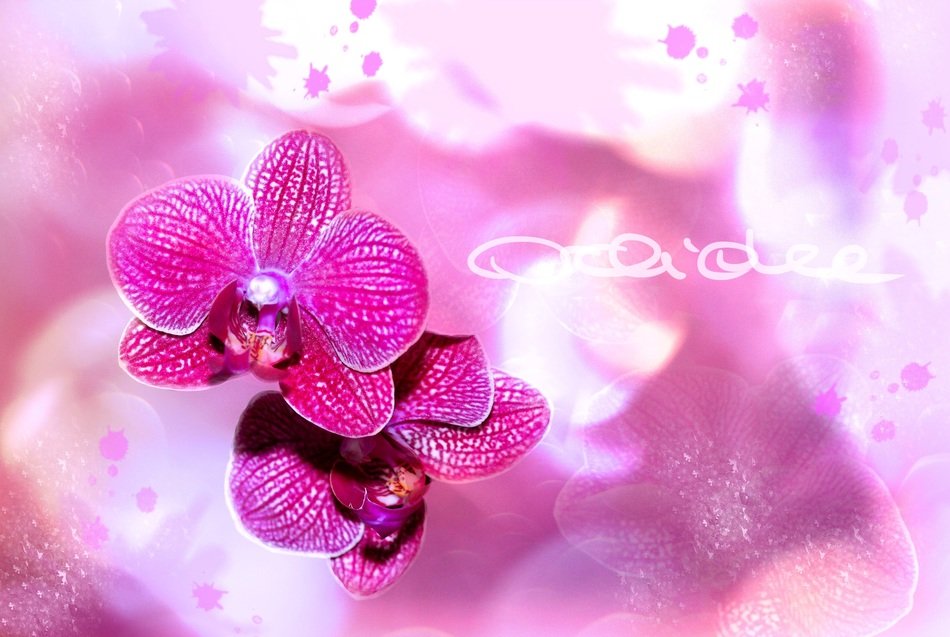 orchid flowers on purple background