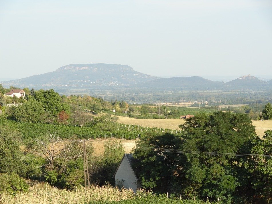 vineyards near lake balaton