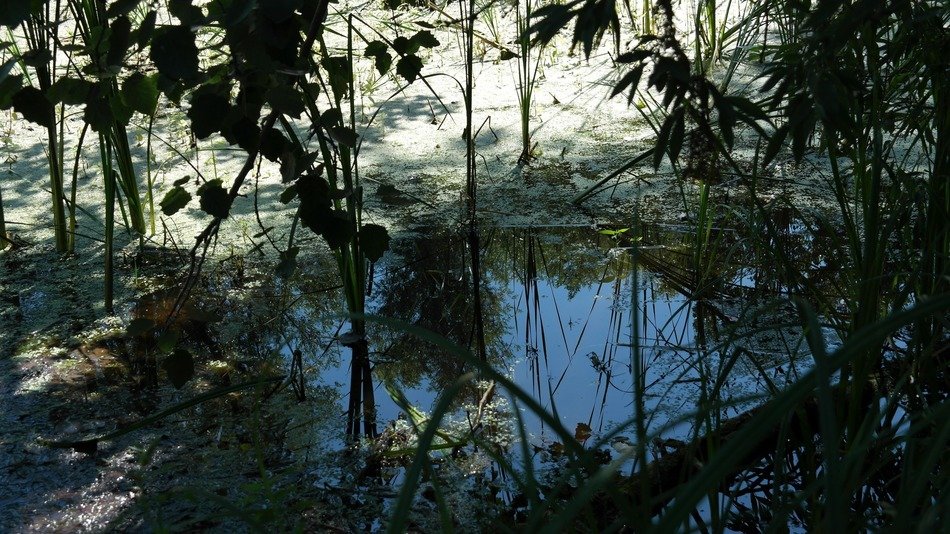 plants near the water