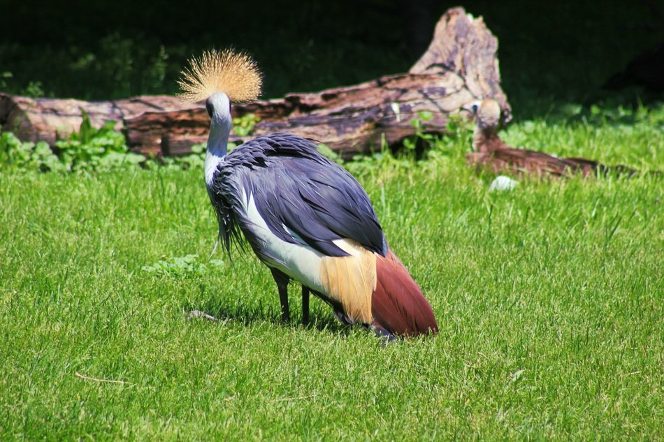 crane with tufted on meadow