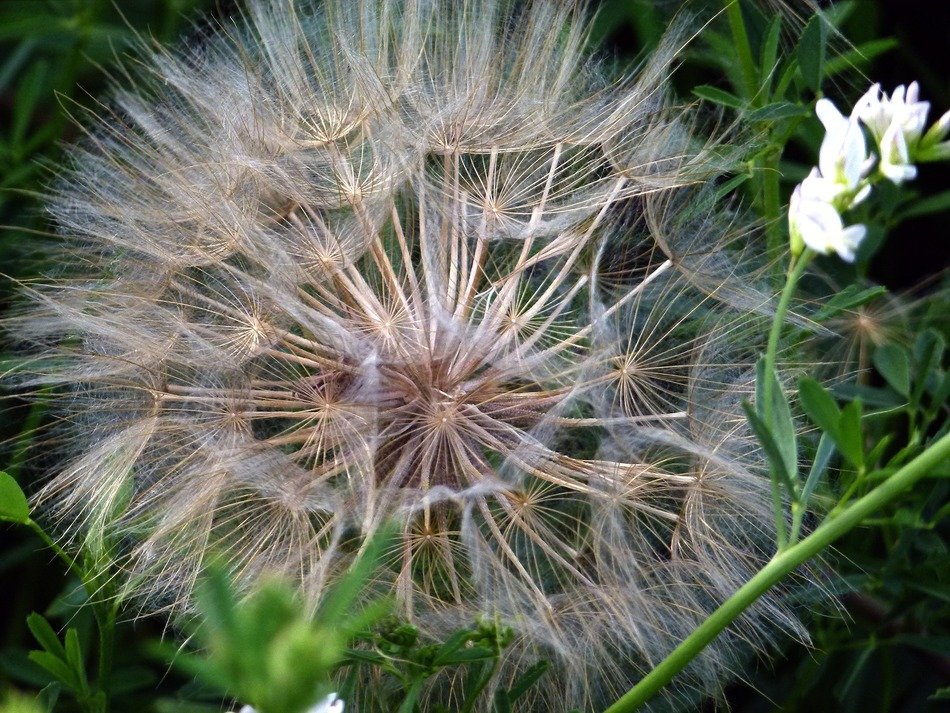 huge dandelion plant