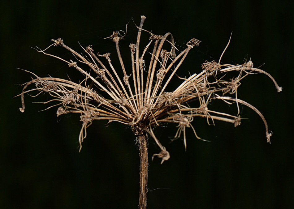 dried flowers on a black background