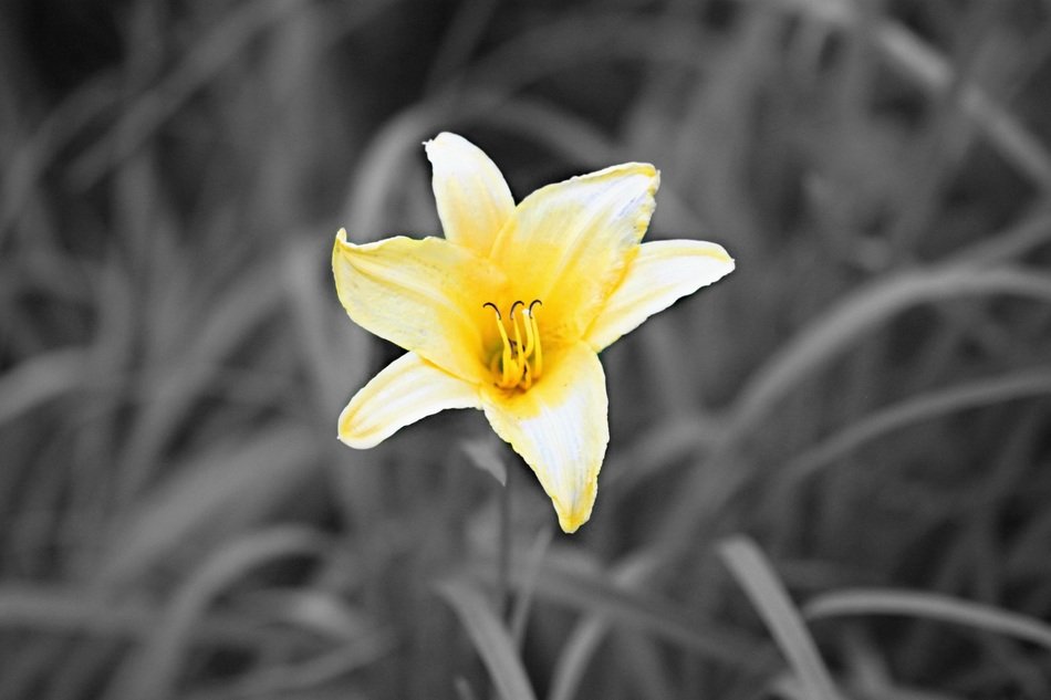 yellow flower on gray background