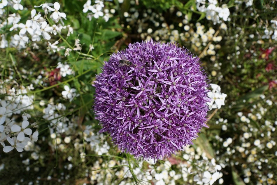 flower in the form of a leek ball