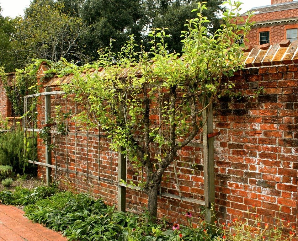 Wall of the orchard