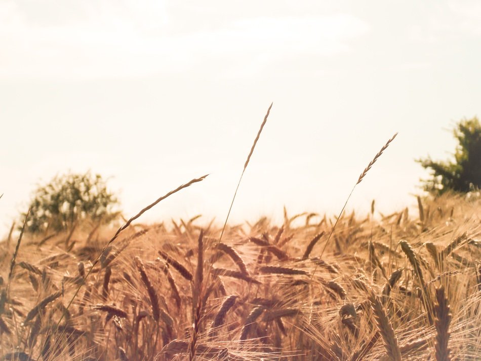 golden wheat harvest