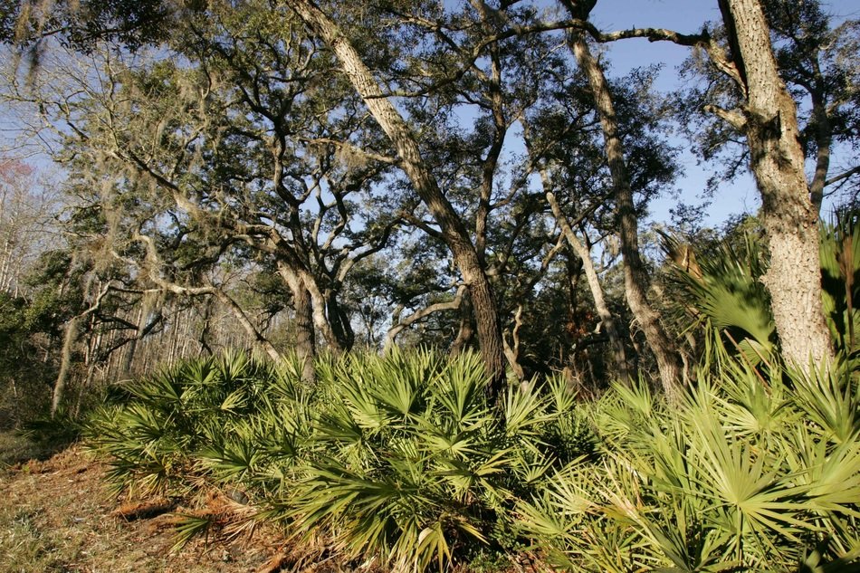 forest on the tropical coast