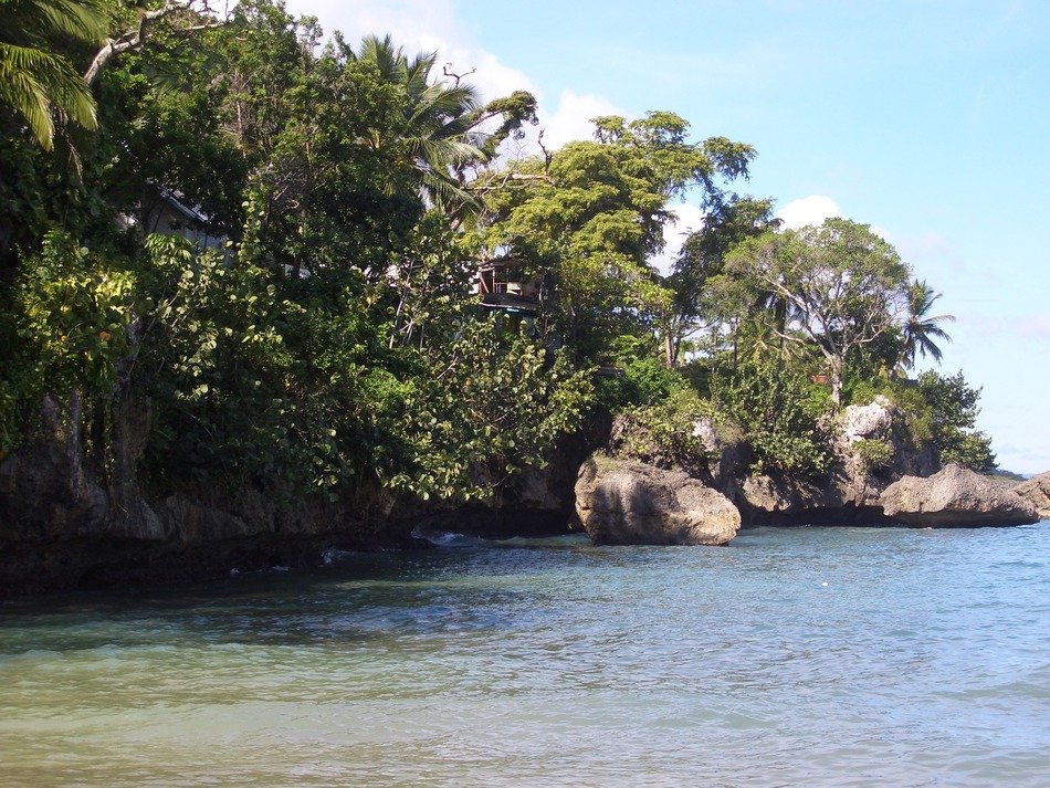 tropical nature by the ocean