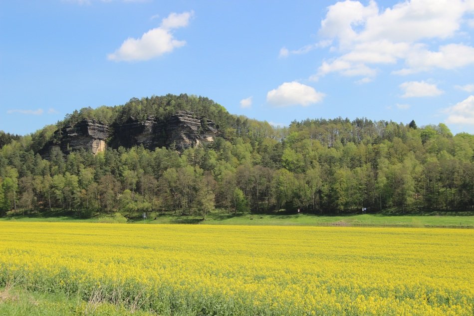 Bastei and the green forest