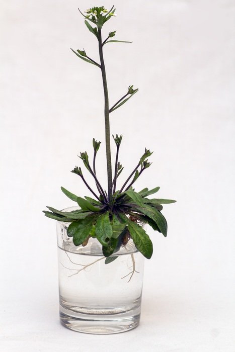 green plant in a glass of water