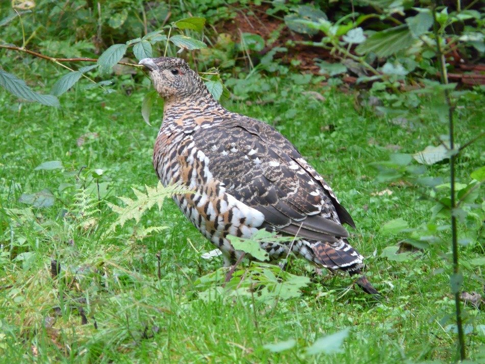 Picture of capercaillie bird