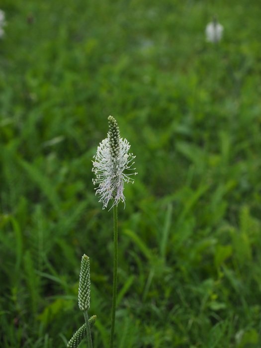 hoary plantain in spring
