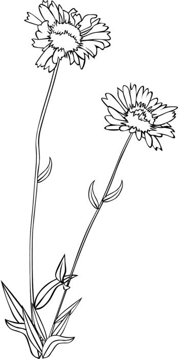 İllustration of wildflowers
