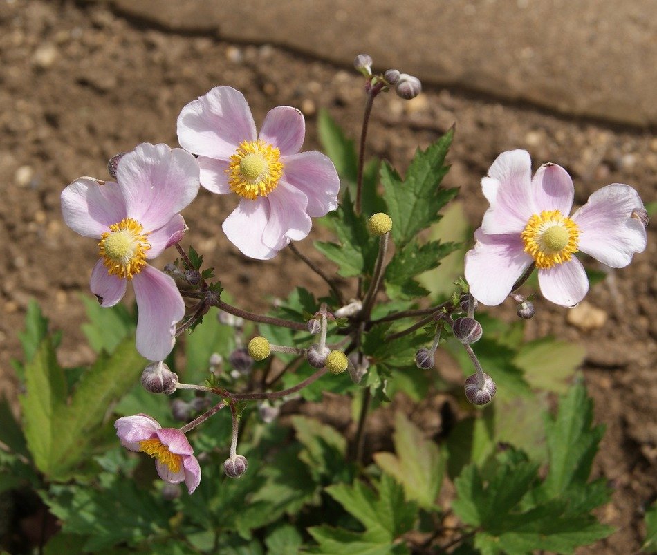 small pink flowers in the spring garden