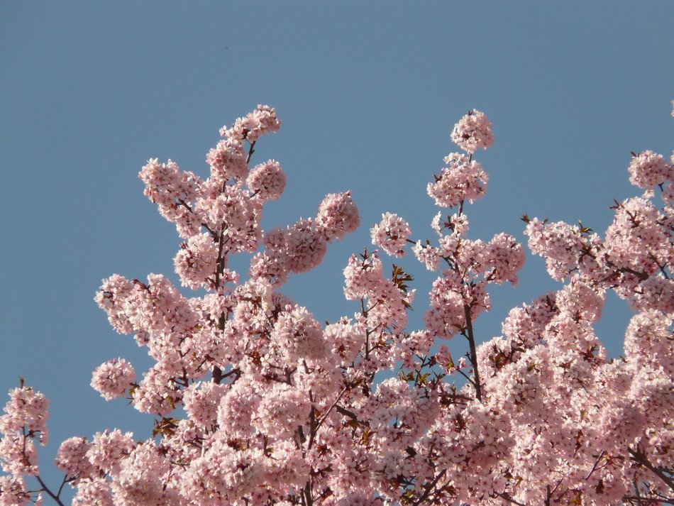 view of the blue sky through the pink cherry blossom