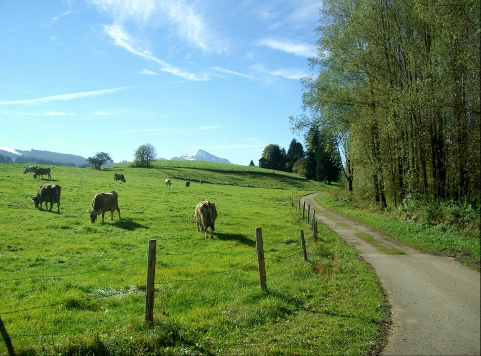allgäu green