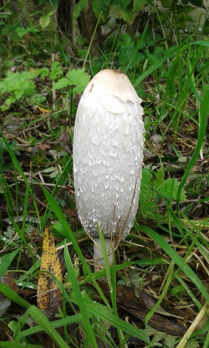 white mushroom in the leaves