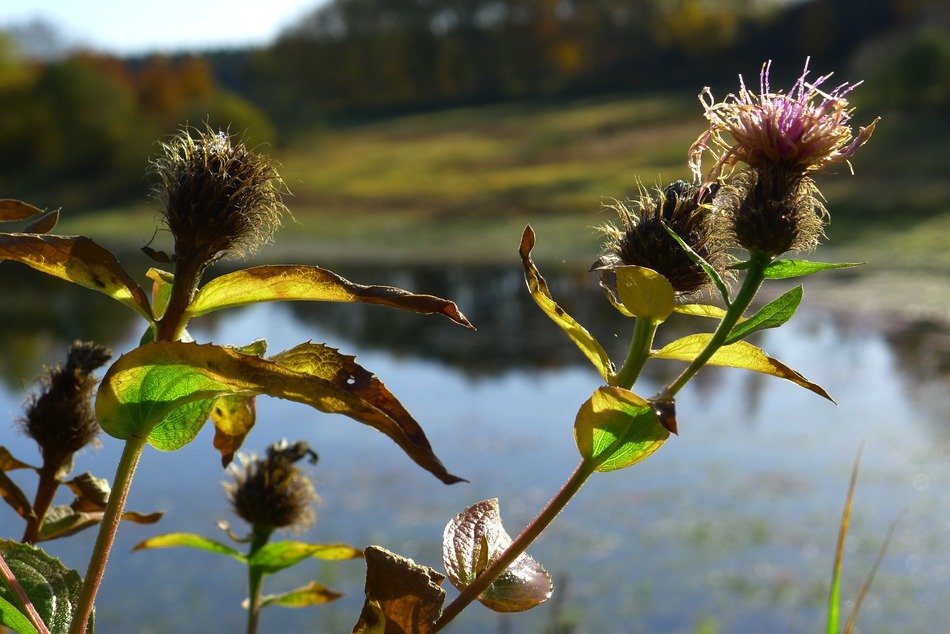 blooming thistle on pond background