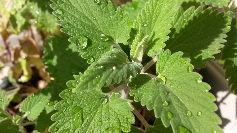 nepeta cataria plant in water drops