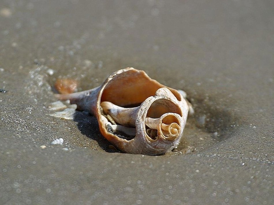 beach oceans sand