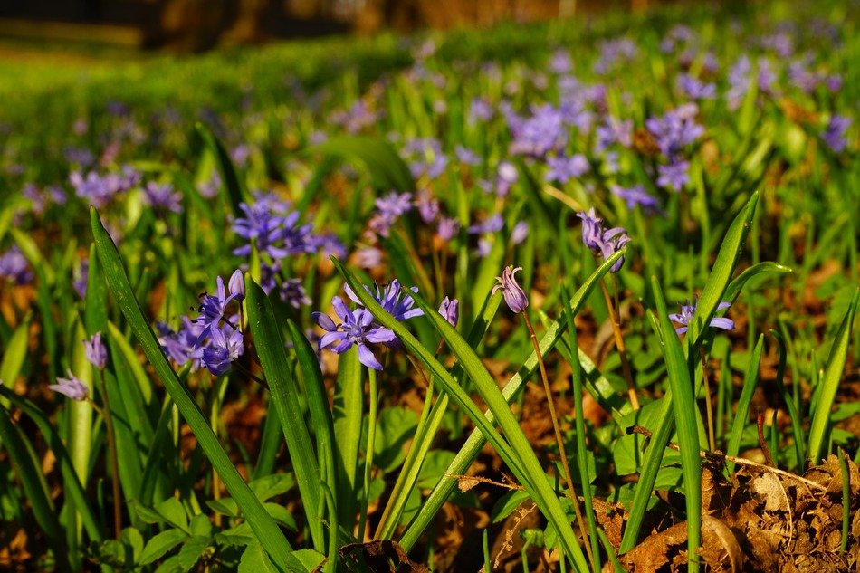Blue spring flower