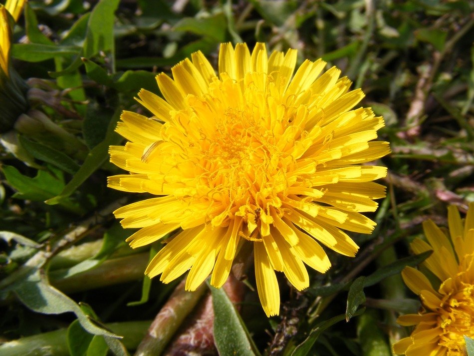 yellow dandelion in the grass