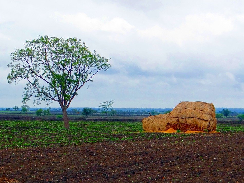 haystack on the ground near the tree, india