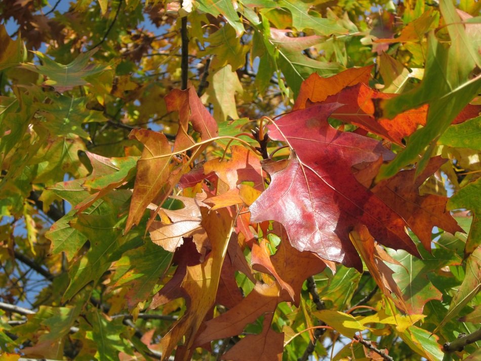 northern red oak