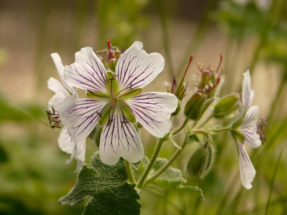 Picture of caucasus geranium flowers