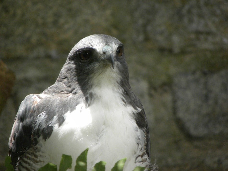 grey and white bird in nature