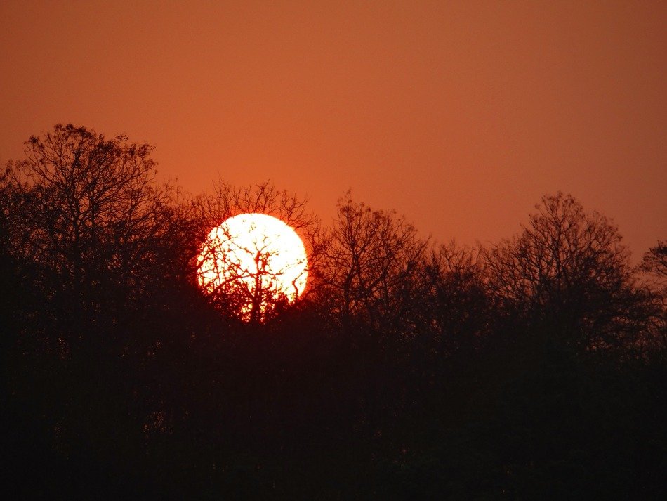 sunset glow in the forest of India