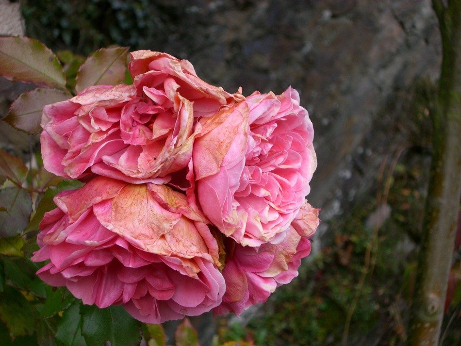 bouquet of pink roses in the dark