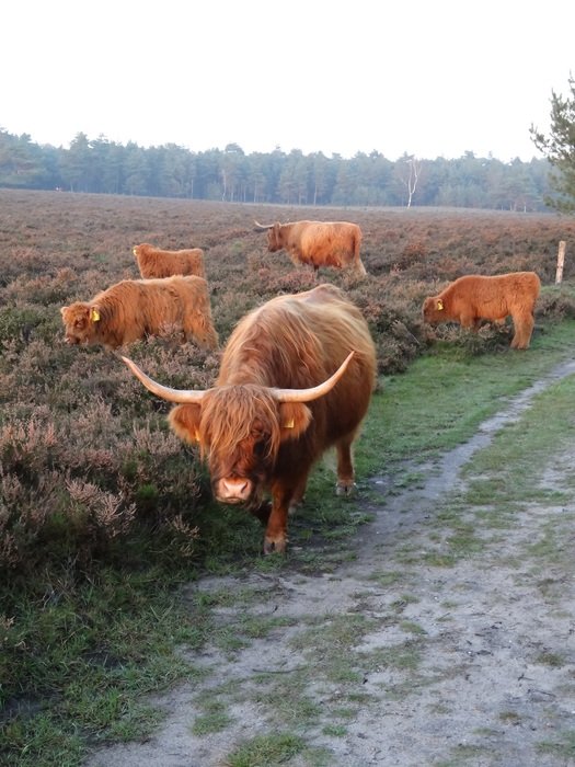 Beautiful and colorful grazing cows on the beautiful Scottish Highlanders