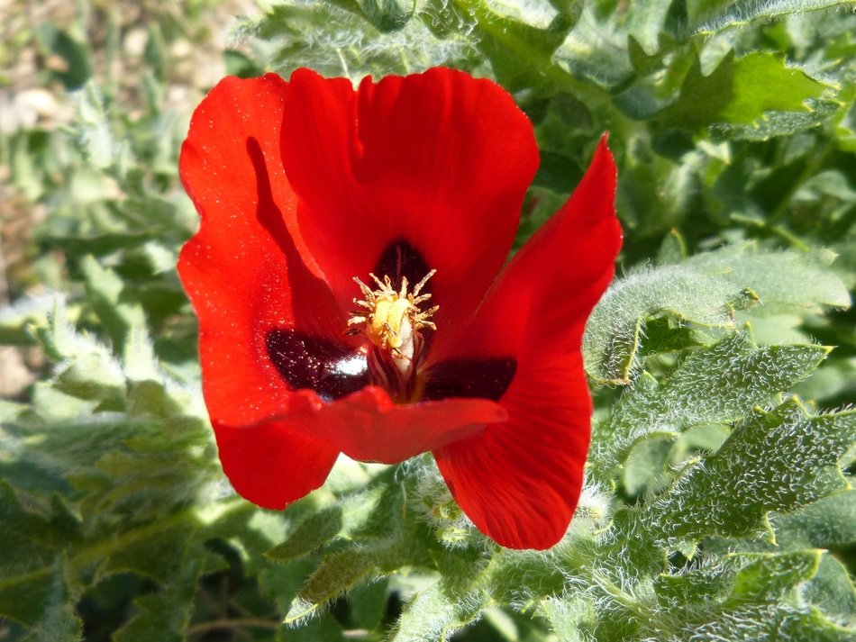 red poppy on a background of green plants on a blurred background