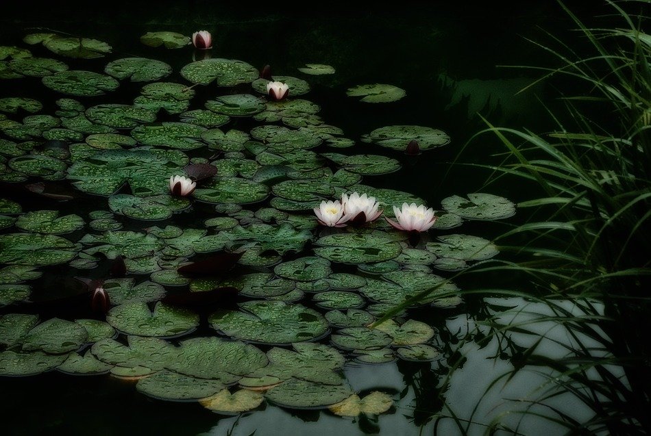 green leaves of lilies with flowers on the pond