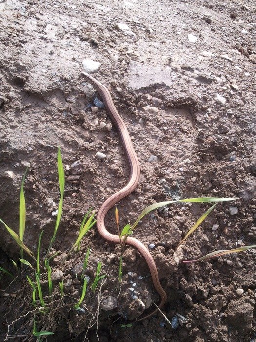 picture of the big slow worm
