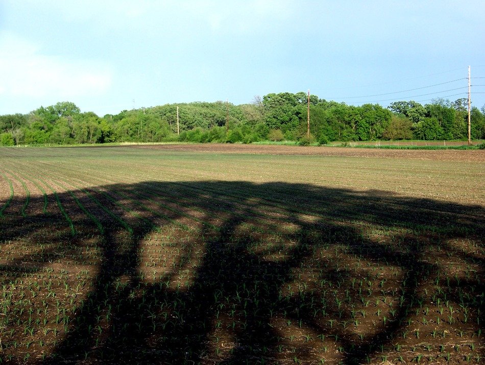 shadow on the corn field