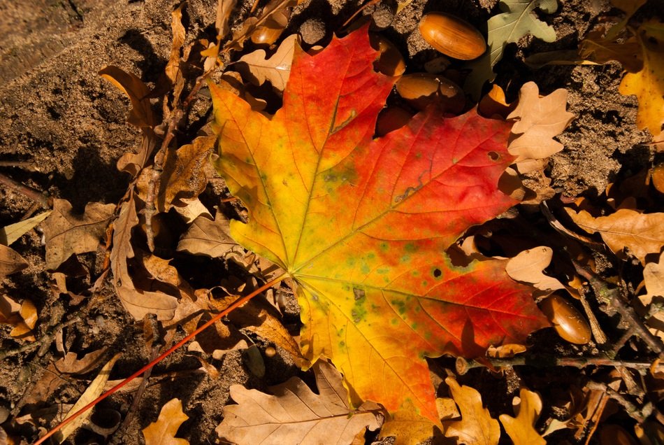 colorful maple leaf on ground