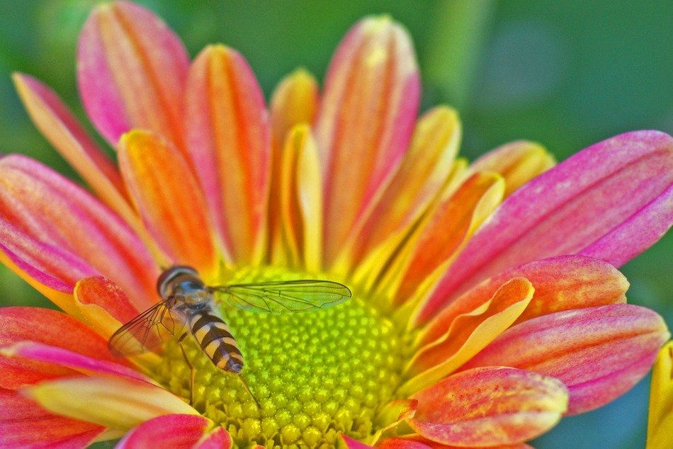 hoverfly on a colorful daisy